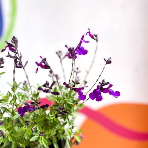 Salvia greggii 'Mirage Deep Purple' - Cotswold Grown Perennial