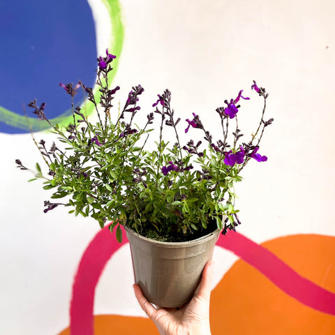 Salvia greggii 'Mirage Deep Purple' - Cotswold Grown Perennial