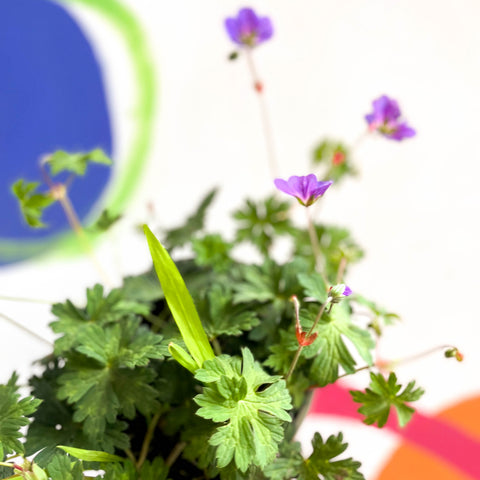 Storchschnabel - Geranium 'Rozanne' - mehrjährige Pflanze aus Cotswold-Gebieten