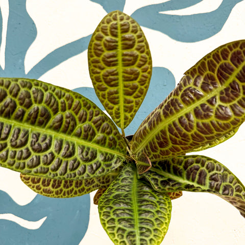 Labisia obtusifolia ‘Kura Kura’ - Turtle Back Plant