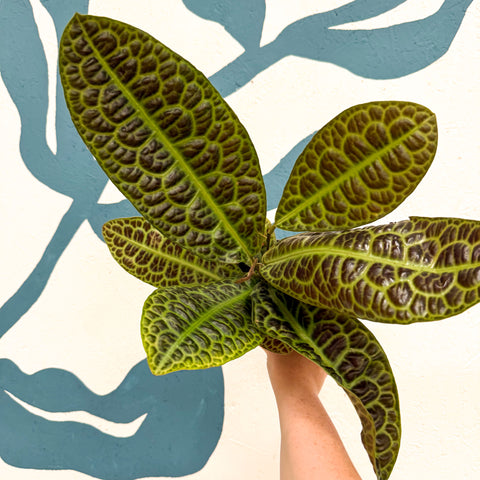 Labisia obtusifolia ‘Kura Kura’ - Turtle Back Plant