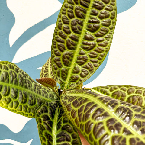 Labisia obtusifolia ‘Kura Kura’ - Turtle Back Plant