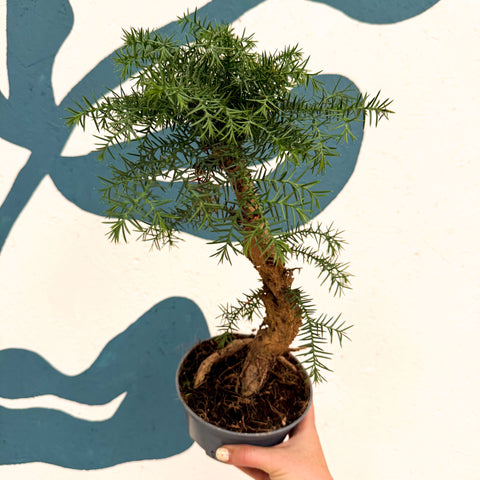 Araucaria cunninghamii - Hoop Pine Bonsai