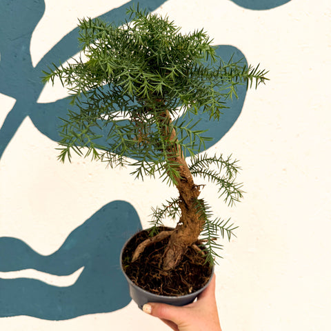 Araucaria cunninghamii - Hoop Pine Bonsai