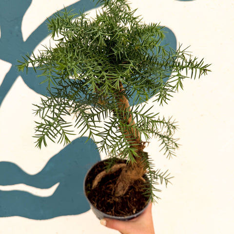 Araucaria cunninghamii - Hoop Pine Bonsai