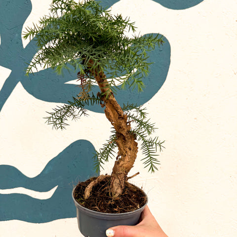 Araucaria cunninghamii - Hoop Pine Bonsai