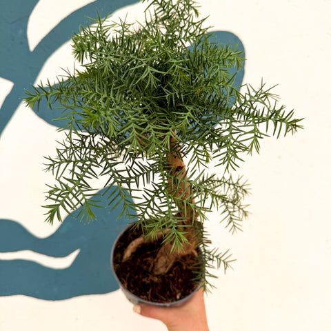 Araucaria cunninghamii - Hoop Pine Bonsai