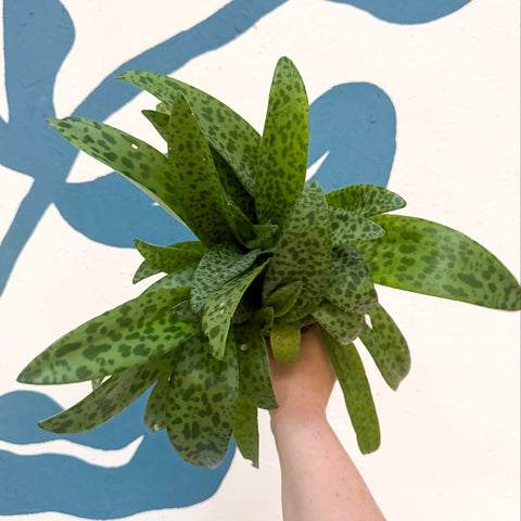 Drimiopsis kirkii - Giant Squill Plant