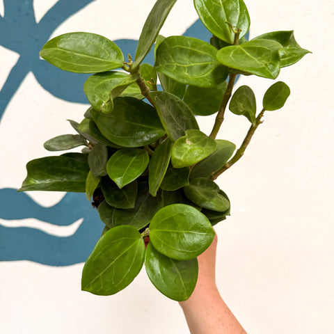 Hoya 'Christine'