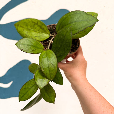 Hoya PMP176 'Joy' x 'Jennifer'