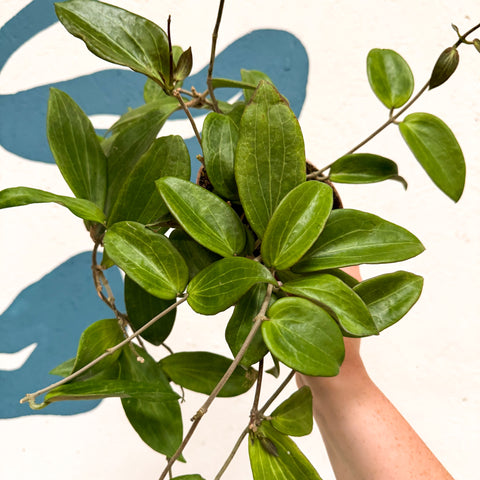 Hoya sp. UT208