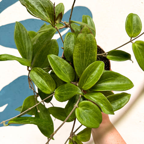Hoya sp. UT208