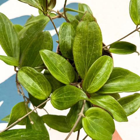 Hoya sp. UT208