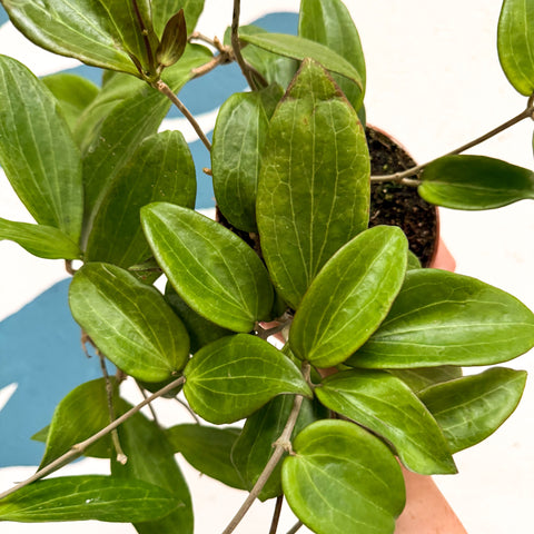 Hoya sp. UT208