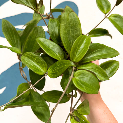 Hoya sp. UT208