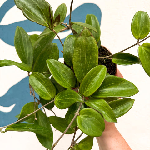 Hoya sp. UT208