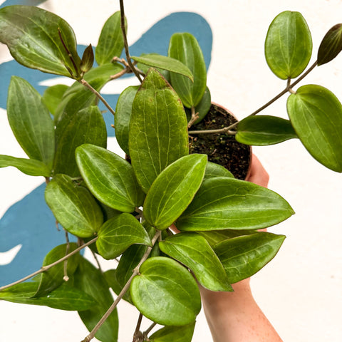 Hoya sp. UT208