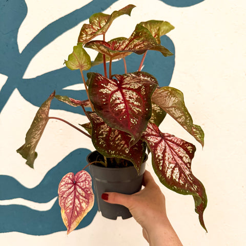 Caladium 'Xplosion'