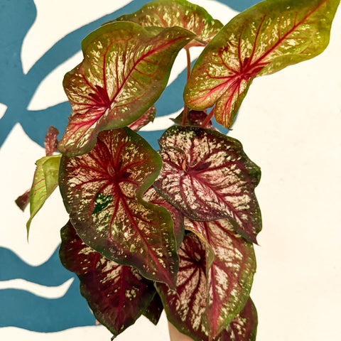 Caladium 'Xplosion'
