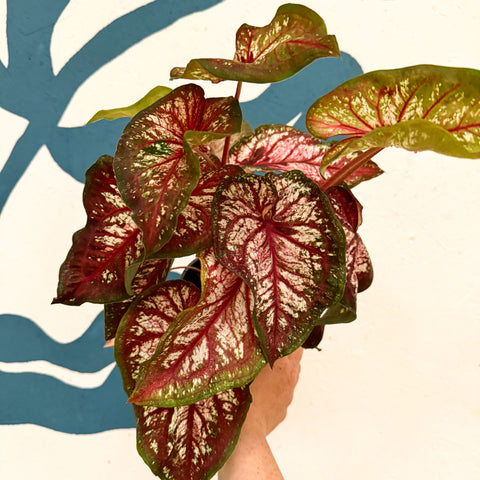 Caladium 'Xplosion'