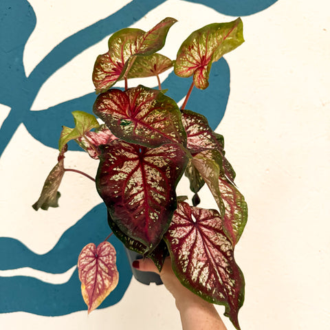 Caladium 'Xplosion'