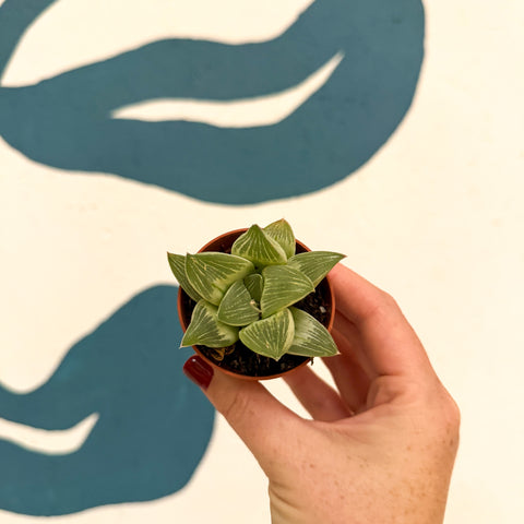 Haworthia retusa 'White Ghost'