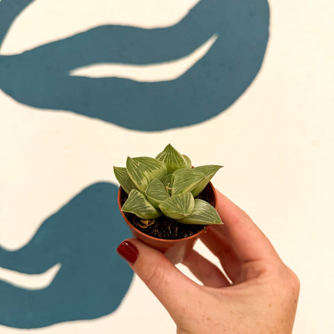 Haworthia retusa 'White Ghost'
