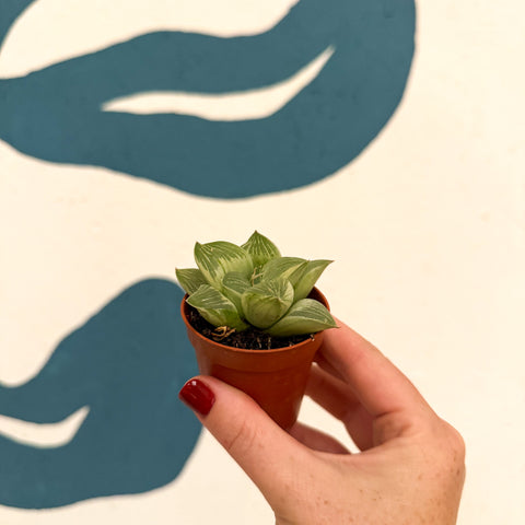 Haworthia retusa 'White Ghost'