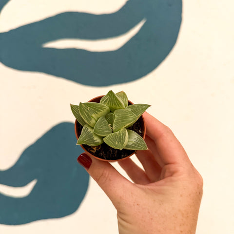 Haworthia retusa 'White Ghost'