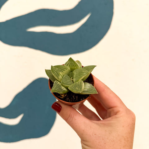 Haworthia retusa 'White Ghost'