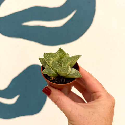 Haworthia retusa 'White Ghost'