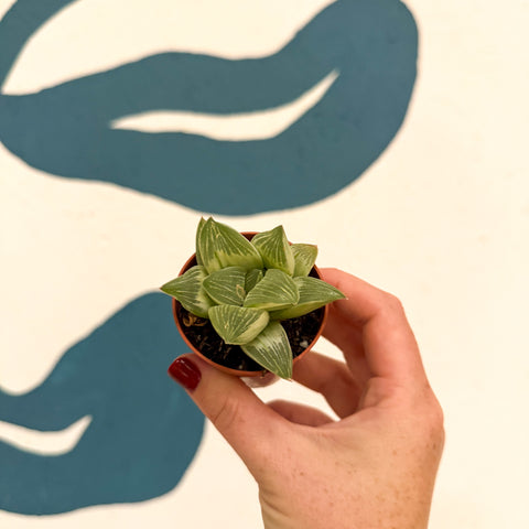 Haworthia retusa 'White Ghost'