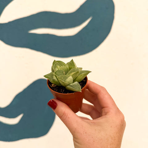 Haworthia retusa 'White Ghost'