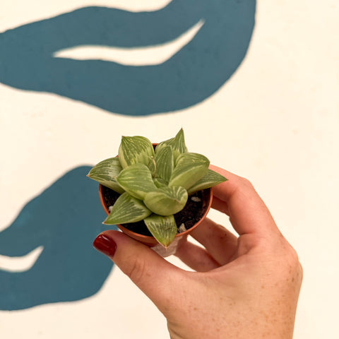 Haworthia retusa 'White Ghost'