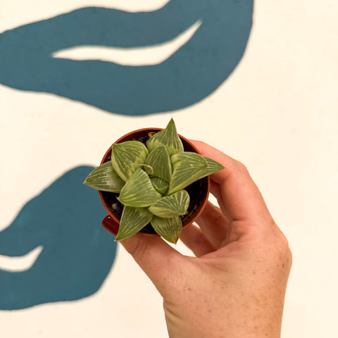Haworthia retusa 'White Ghost'