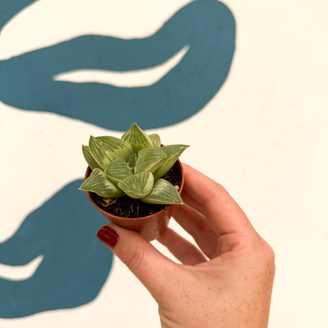 Haworthia retusa 'White Ghost'