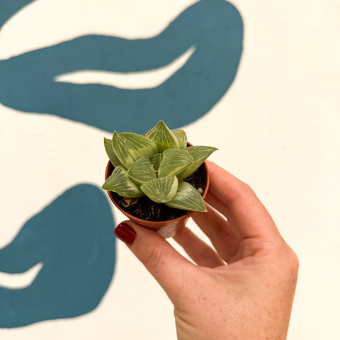 Haworthia retusa 'White Ghost'