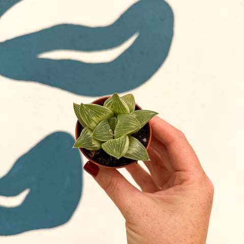 Haworthia retusa 'White Ghost'