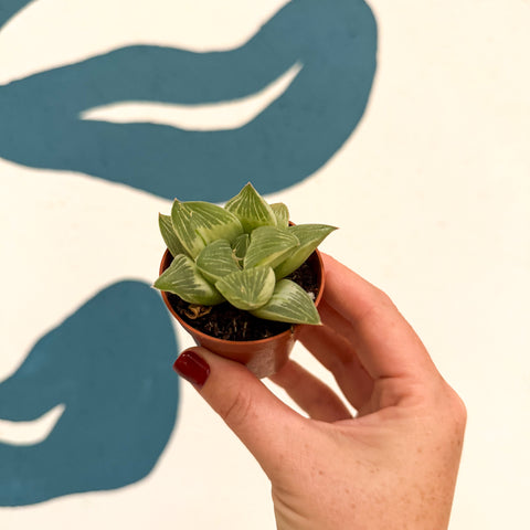 Haworthia retusa 'White Ghost'