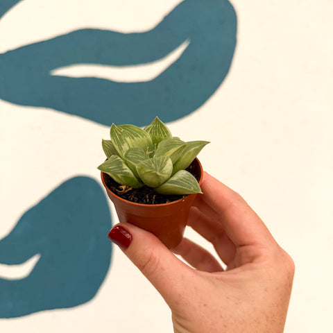 Haworthia retusa 'White Ghost'