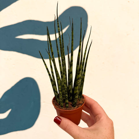 Sansevieria ‘Fernwood Mikado’ – Snake Plant