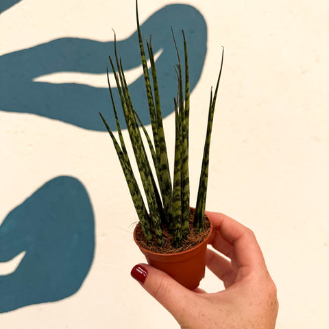 Sansevieria ‘Fernwood Mikado’ – Snake Plant