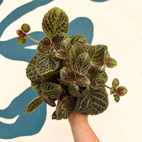 Episcia cupreata 'Shimmer' - Flame Violet