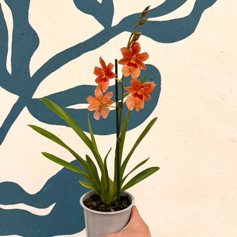 Oncidopsis × ‘Orange Nelly Isler’ – Orange Cambria Orchid