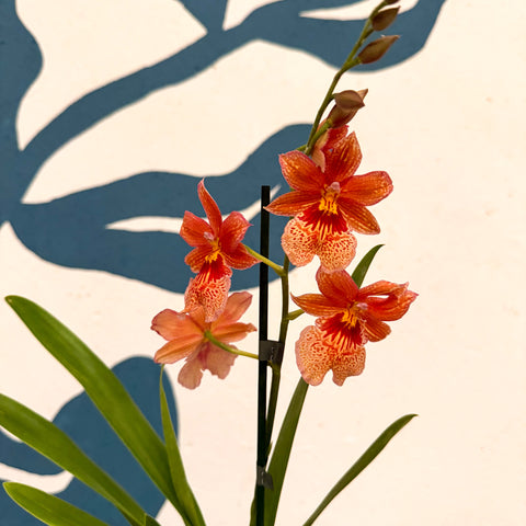 Oncidopsis × ‘Orange Nelly Isler’ – Orange Cambria Orchid