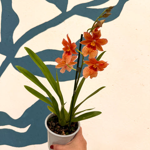 Oncidopsis × ‘Orange Nelly Isler’ – Orange Cambria Orchid