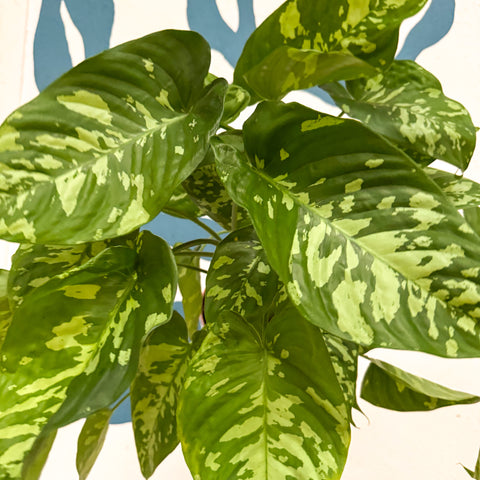 Homalomena rubescens 'Candid'