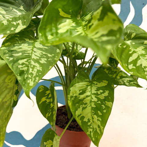 Homalomena rubescens 'Candid'
