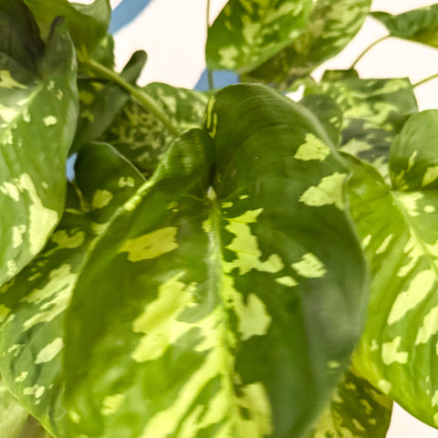 Homalomena rubescens 'Candid'