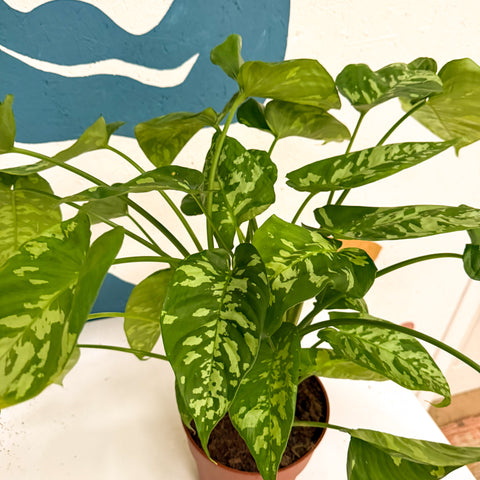 Homalomena rubescens 'Candid'